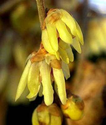 CALYCANTHUS PRAECOX CHIMONANTHUS
